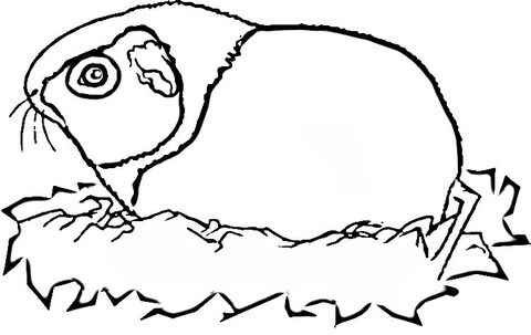 Guinea Pig  Coloring Page